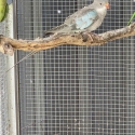 Princes parrots