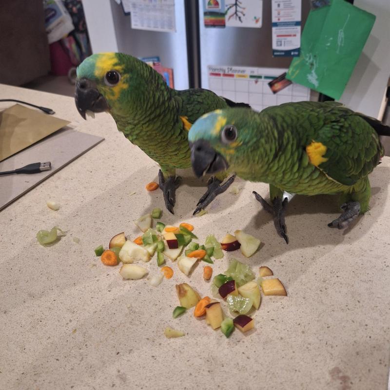 2x Handraised Blue Fronted Amazons