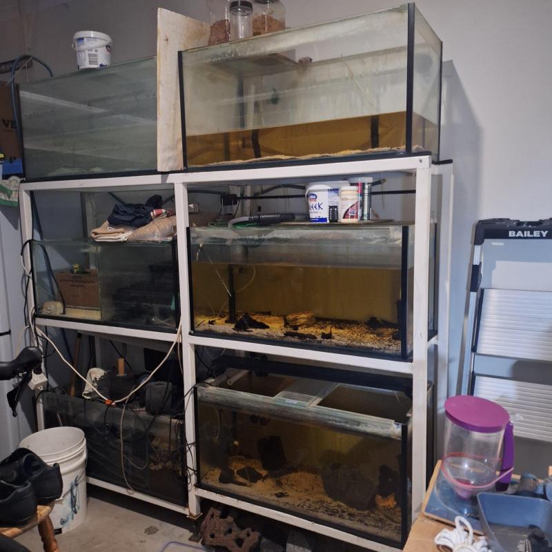 6ft Aquarium Rack and Tanks