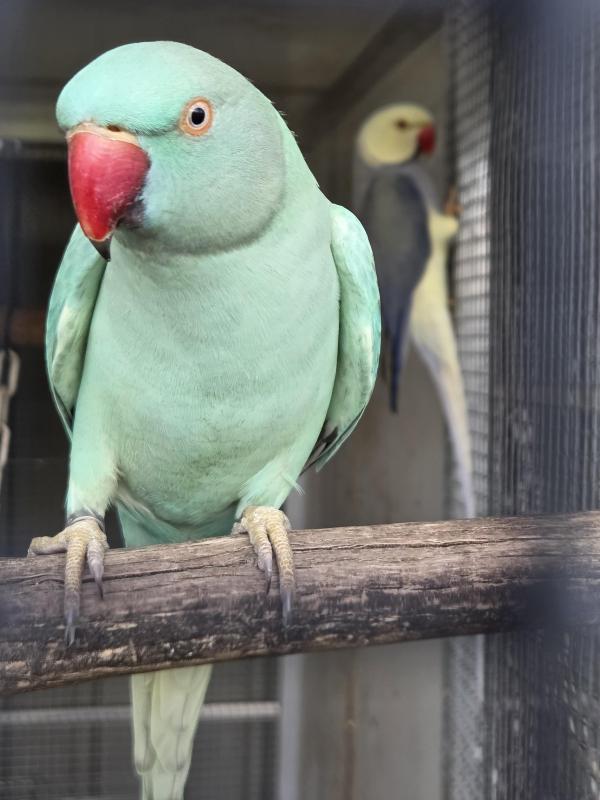 Ringnecks breeding prs