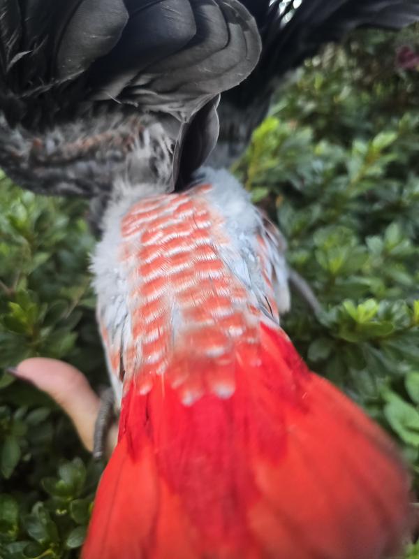 Handraised African Greys