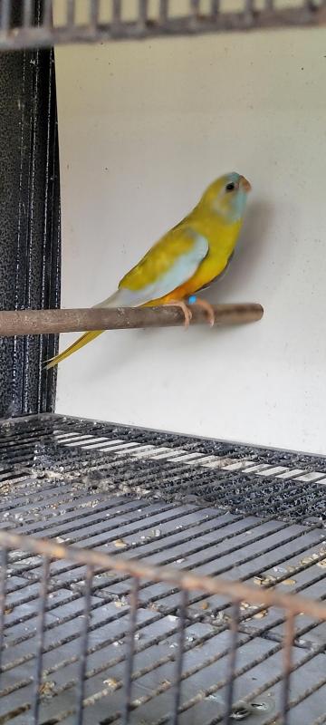 Scarlet chested parrot