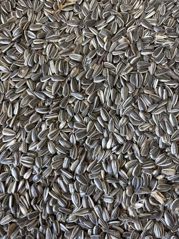 Best quality bird seed on the market