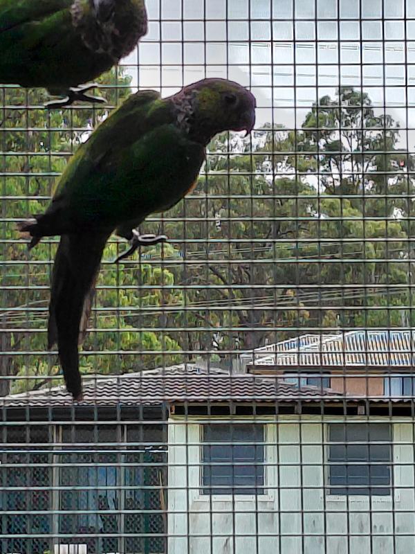 Black Capped Conure breeding pair