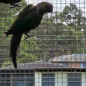 Black Capped Conure breeding pair