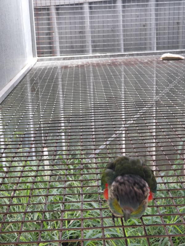 Crimson Bellied Conure breeding pair