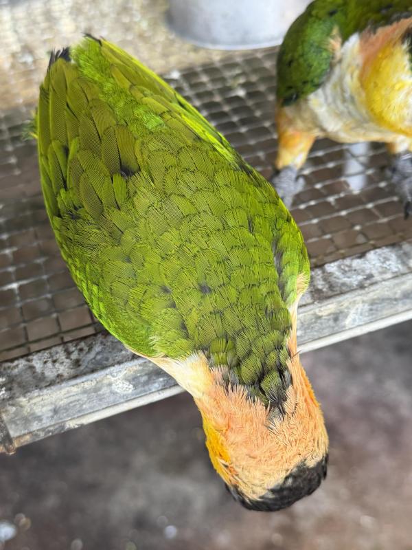 Jade Black headed Caique