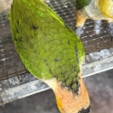 Jade Black headed Caique