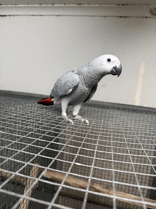 African grey