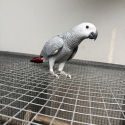 African grey