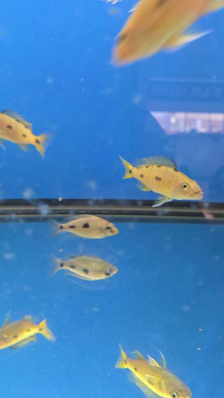 3 SPOT TORPEDO (Exochochromis Anagenys )