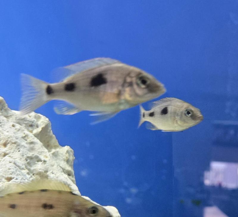 NAVEVOVOCHROMIS CHRYSOGASTER