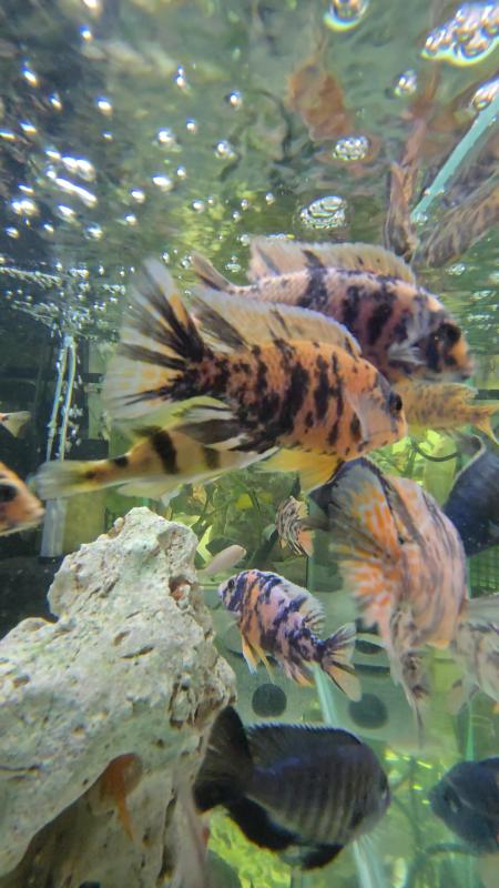 OB AFRICAN CICHLIDS ALL MUST GO