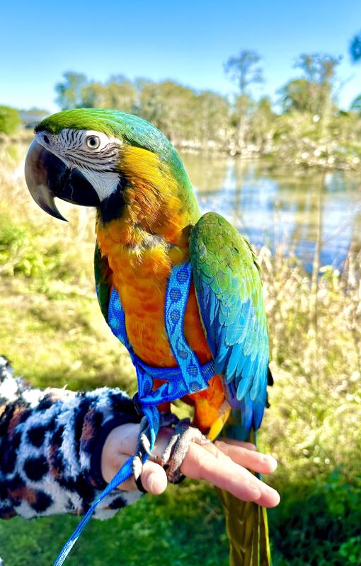 Catalina Macaw ( Hen )