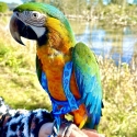 Catalina Macaw ( Hen )