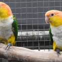 White-bellied Caique pair