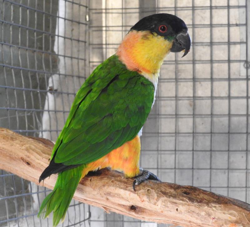 Black-capped Caiques.