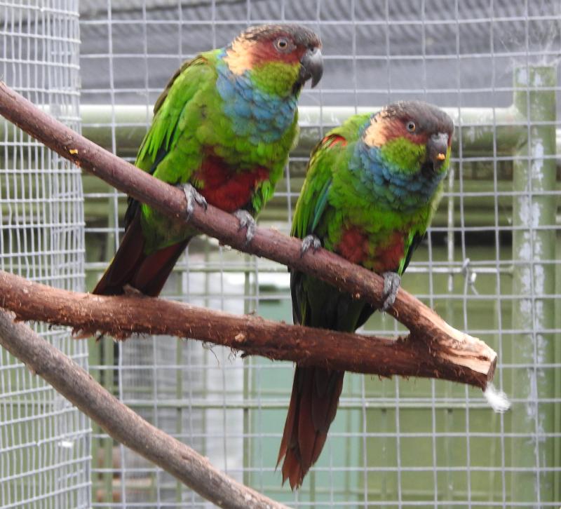 Blue-throated Conures breeding pair