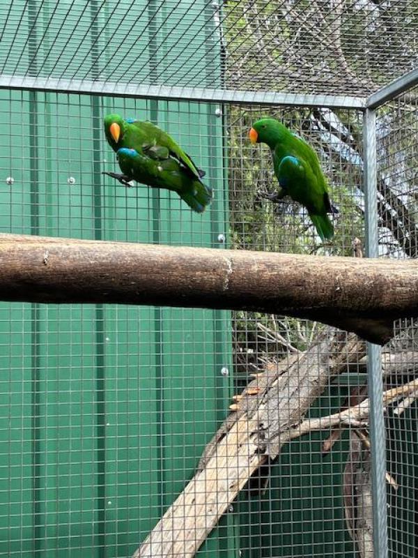 Breeding Eckies + Babies