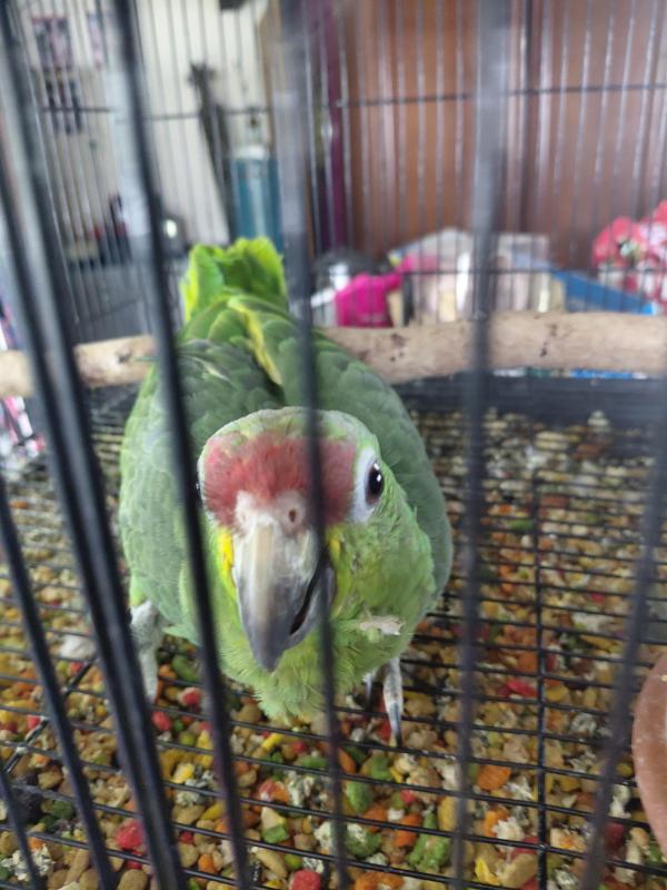 Red lored Amazon young hen handraised