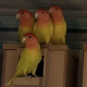 Lutino opaline peach faced lovebirds