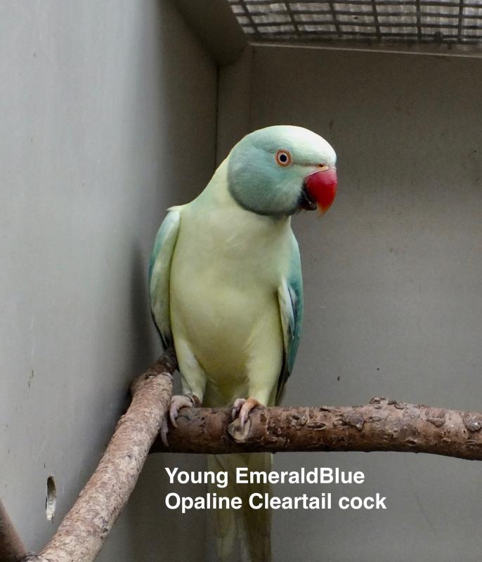INDIAN RINGNECK MUTATIONS