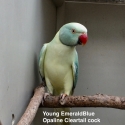 INDIAN RINGNECK MUTATIONS