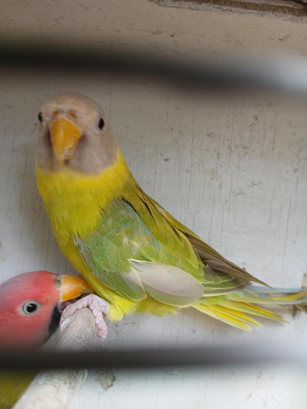 Plumheads breeding pairs