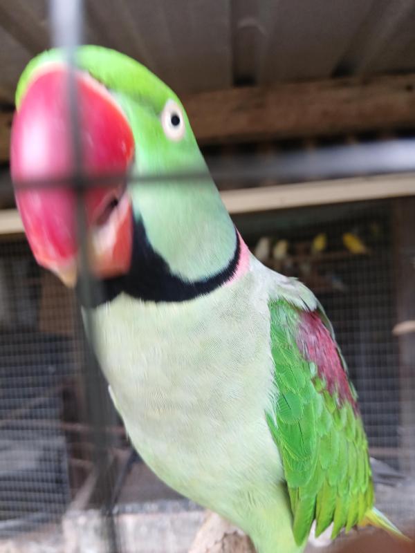 Wanted mature Alex male.