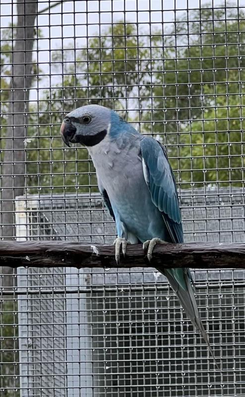 3yo blue moustache hen