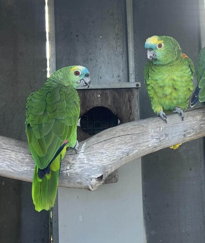 Breeding pair Blue Front Amazons