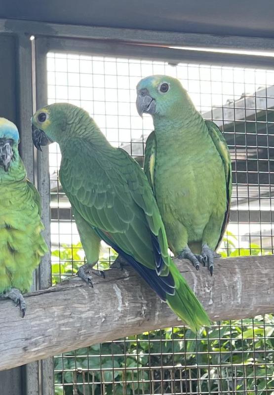 Parent raised Blue Front Amazons