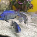 White Lip Mdoka Cichlids