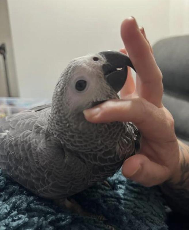 African grey, hand raised male and female