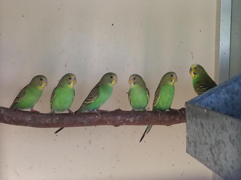Pure Normal Bush Budgies