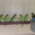 Pure Normal Bush Budgies