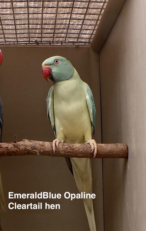 INDIAN RINGNECK MUTATIONS