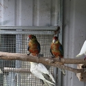 Western Rosellas for Sale