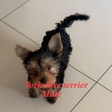 Tiny Yorkshire terrier puppies
