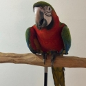 Harlequin Macaw