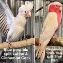 Blue/Cinnamon Galah pair