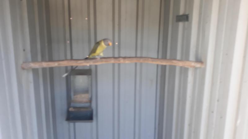 Plumhead Parrot  Mutations