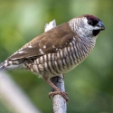 Finches Available -Avicultural Delights