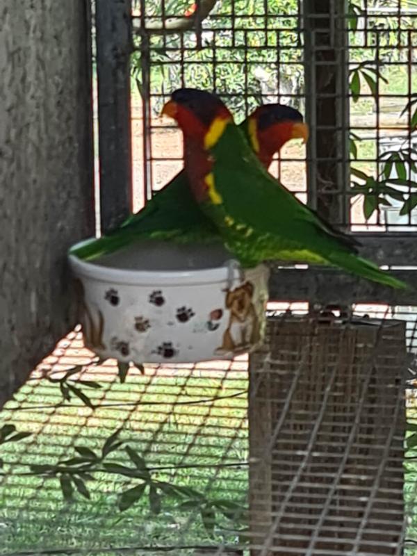 ornate lorikeet pair