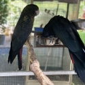 Red tail black cockatoos (pair).