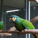 Young Illigers Macaw Pair