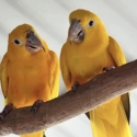 Golden Conure Breeding Pair