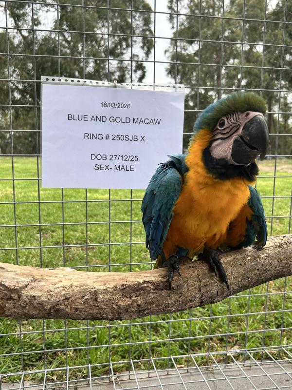 Blue and Gold Macaw