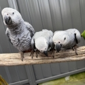 Babies African Grey hand raise tame very friendly and healthy bird