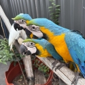 Blue & Gold hand raised very friendly good with kids excellent feathers